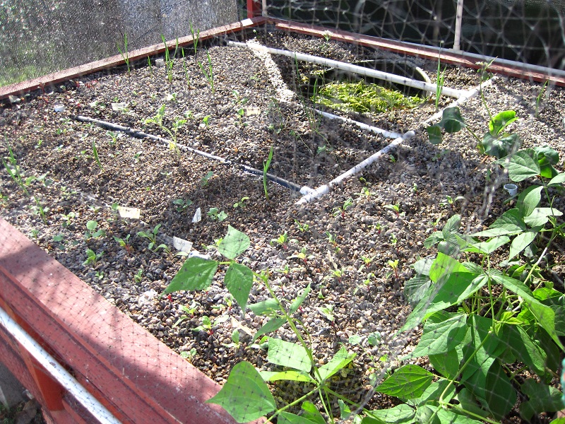 Aquaponices (9-25-2011) 027.jpg