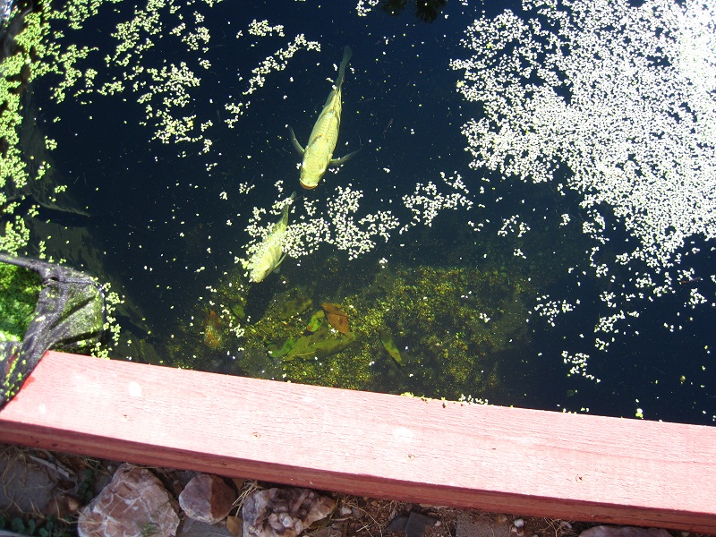 Aquaponices (9-25-2011) 024.jpg