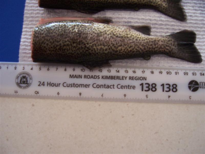 Picture 003 (Medium).jpg