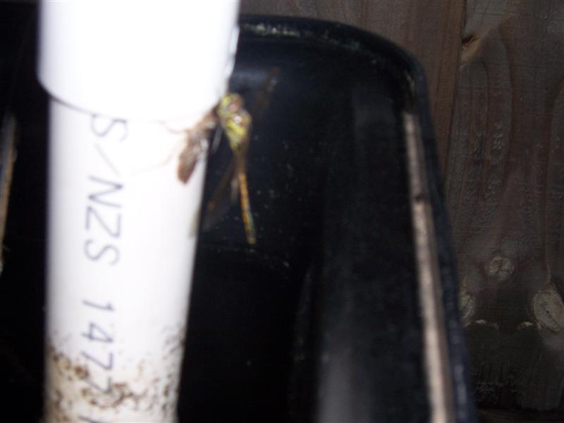 Picture 004 (Medium).jpg