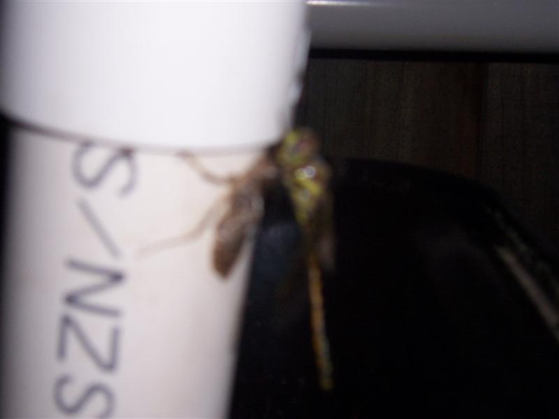 Picture 005 (Medium).jpg