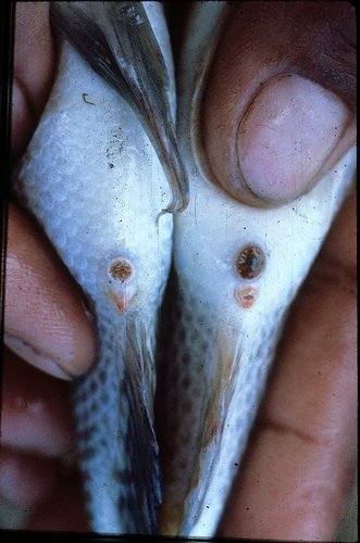 male female tilapia.jpg