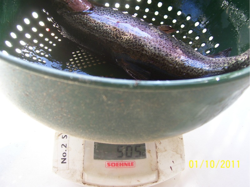 Trout-Harvest-1st-Oct-2011 03.jpg
