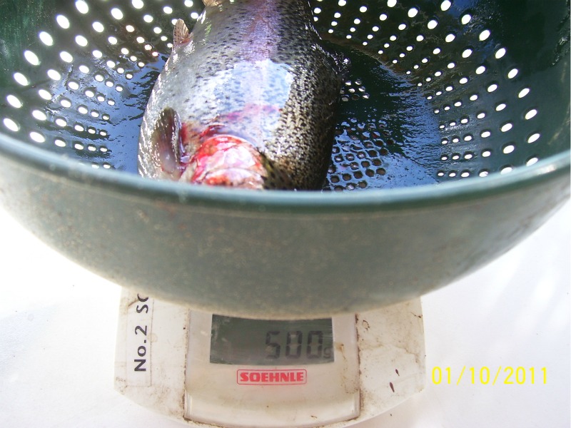 Trout-Harvest-1st-Oct-2011 02.jpg