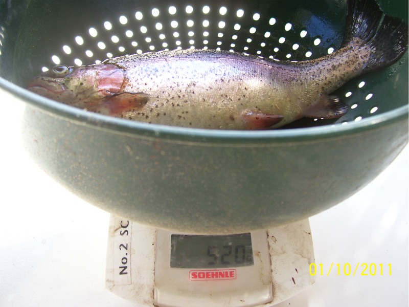 Trout-Harvest-1st-Oct-2011 01.jpg
