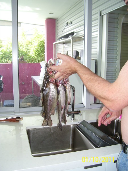 Trout-Harvest-1st-Oct-2011 06.jpg