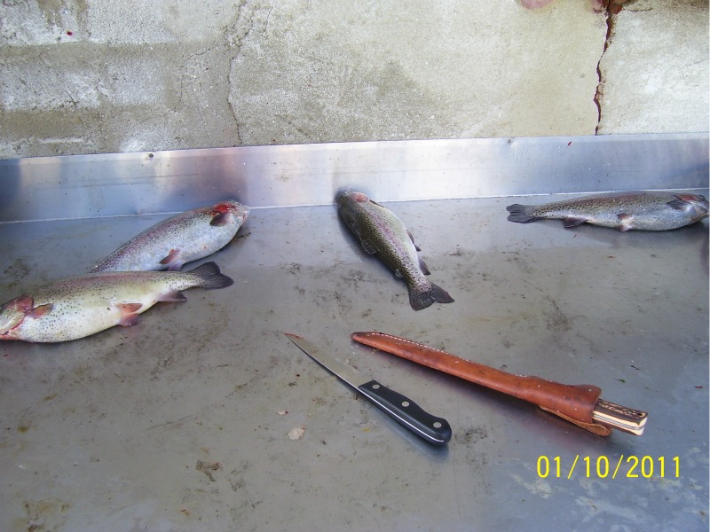 Trout-Harvest-1st-Oct-2011 05.jpg