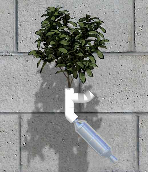 Individual Plant.jpg