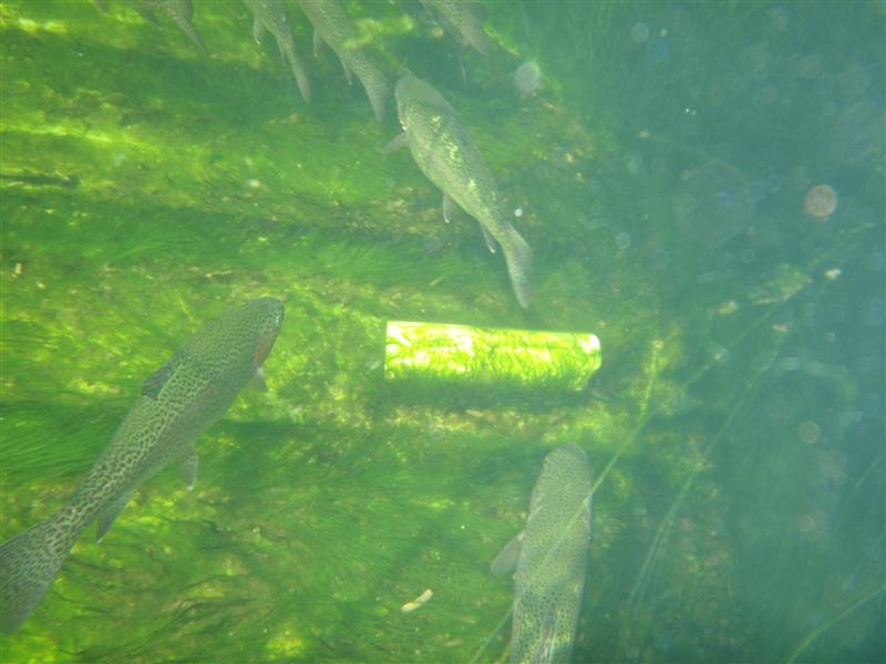 PA040368 (Medium).JPG