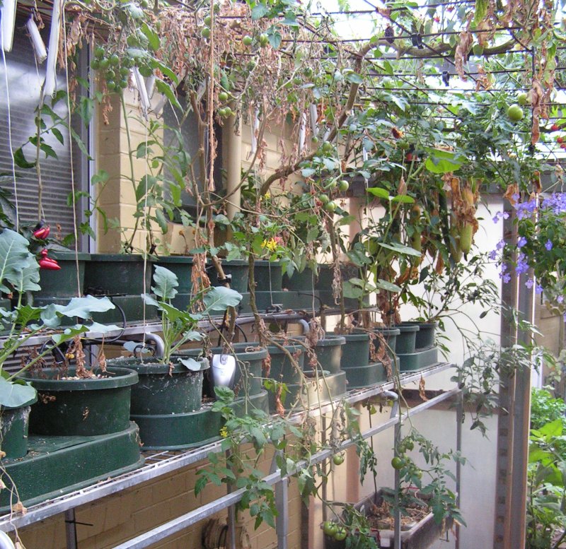 Greenhouse_20070512.JPG