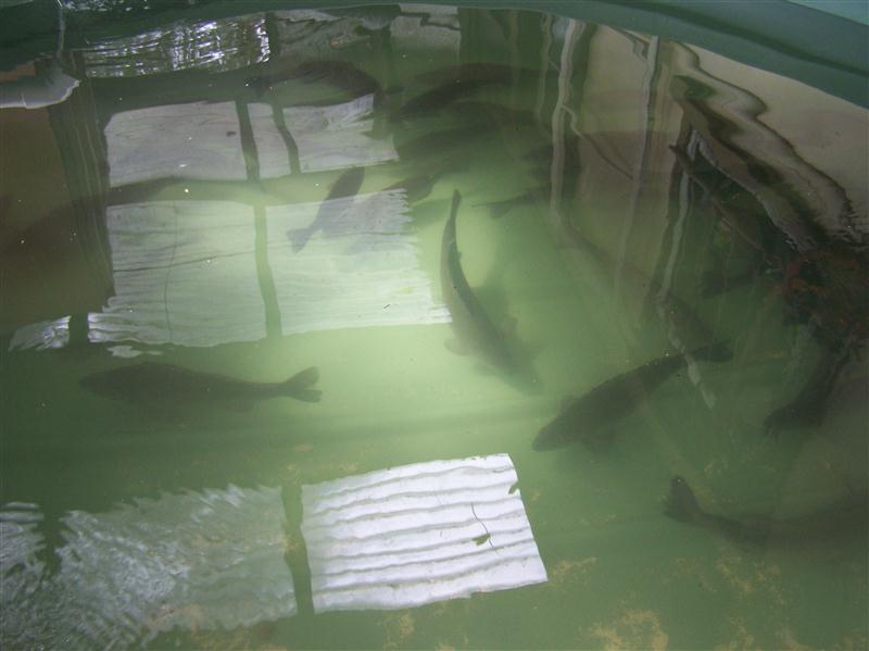 100_6545 (Custom).JPG