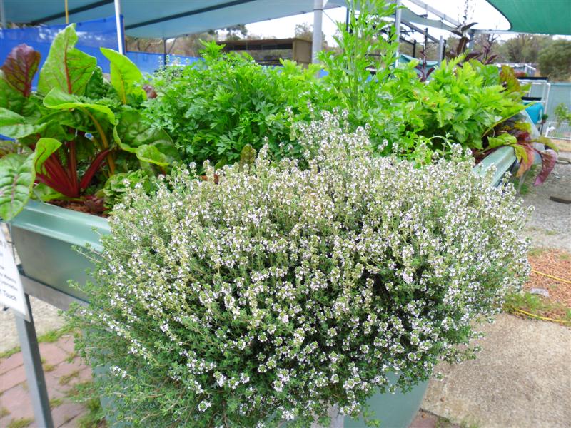 SAM_0680 (Medium).JPG