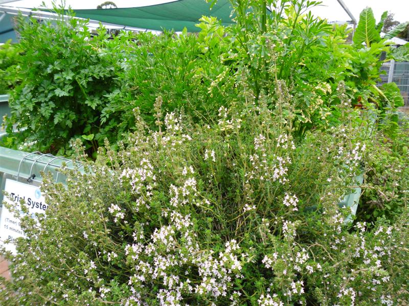 SAM_0682 (Medium).JPG