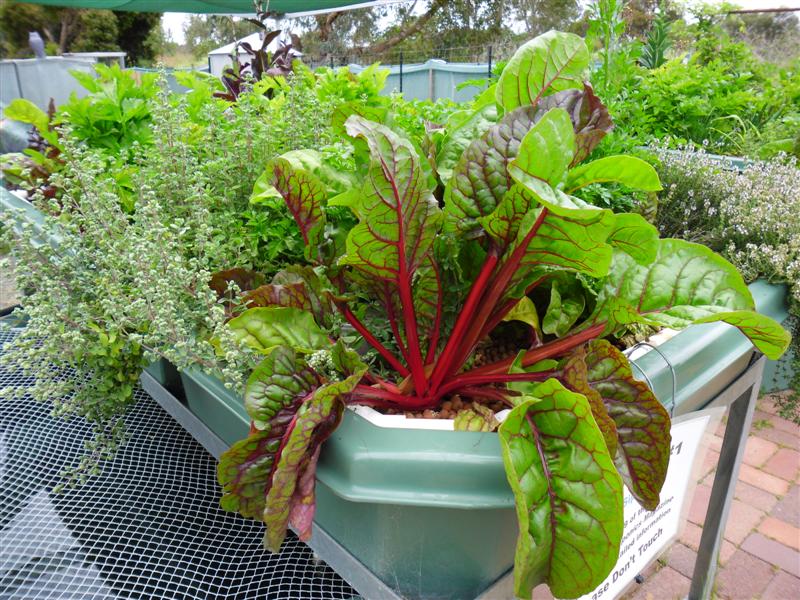 SAM_0683 (Medium).JPG