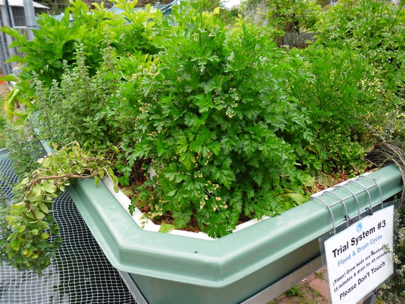 SAM_0685 (Medium).JPG