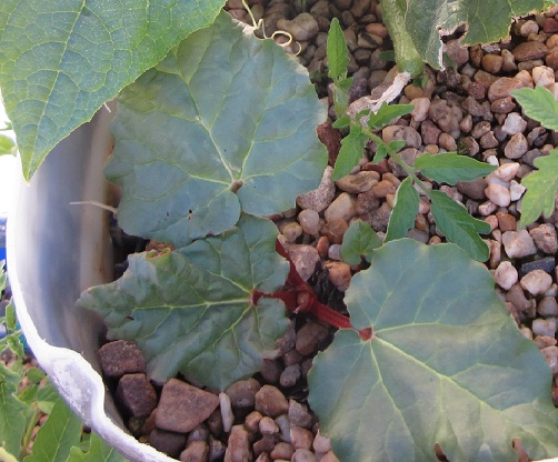 rhubarb 12 10 2011.jpg