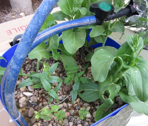 tomato 24 09 2011.jpg