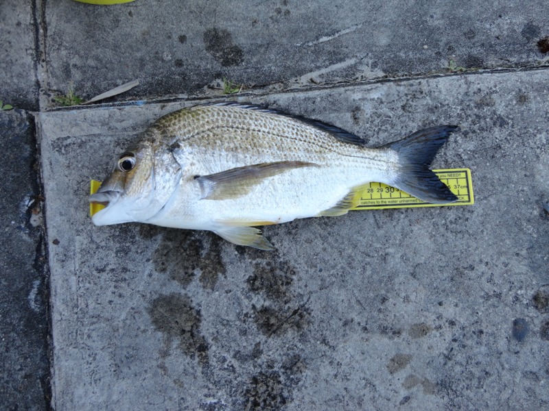 bream.JPG