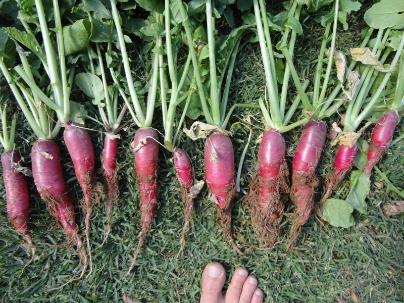 radish harvest.JPG
