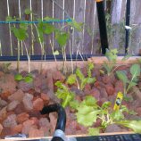 Aquaponic Progress 2011 045.jpg