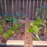 Aquaponic Progress 2011 046.jpg