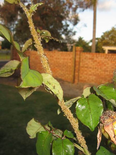 Resize of aphids 018.JPG