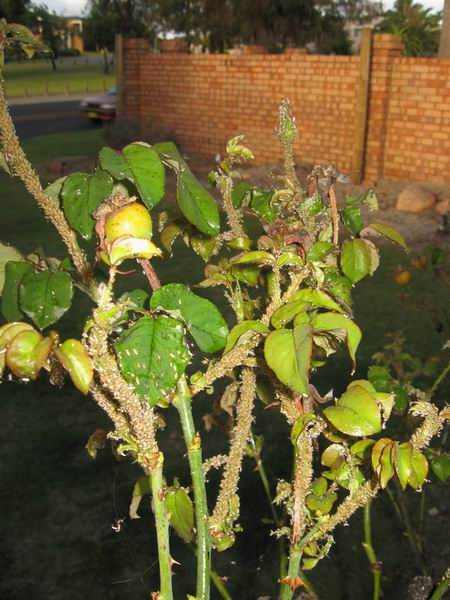 Resize of aphids 019.JPG