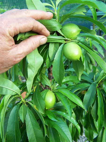 100_6603 (Custom).JPG