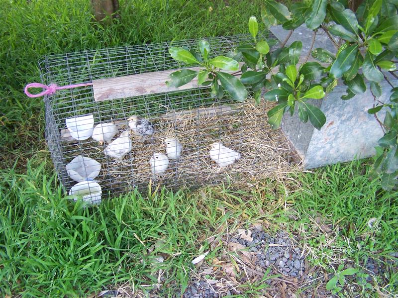 100_6610 (Custom).JPG