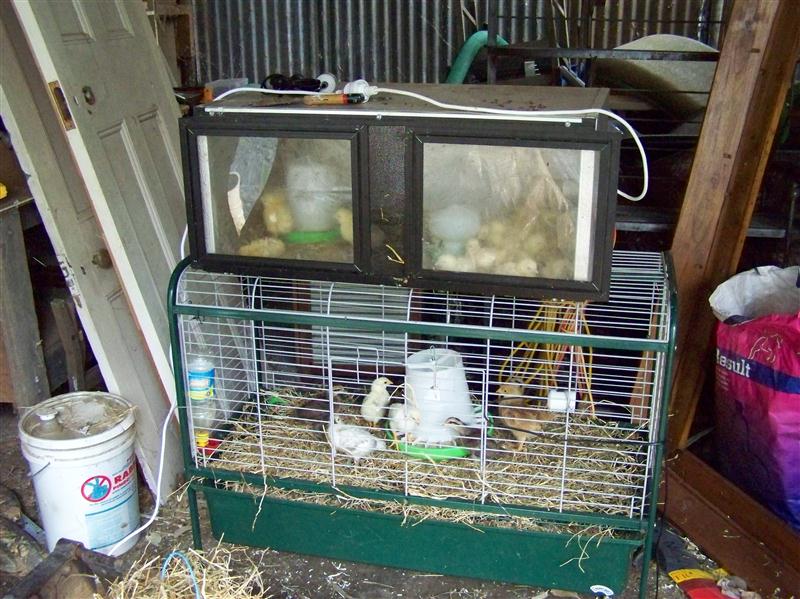 100_6611 (Custom).JPG