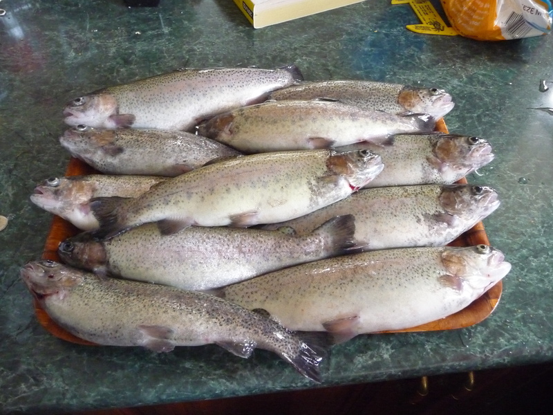 rsz_1alltrout.jpg