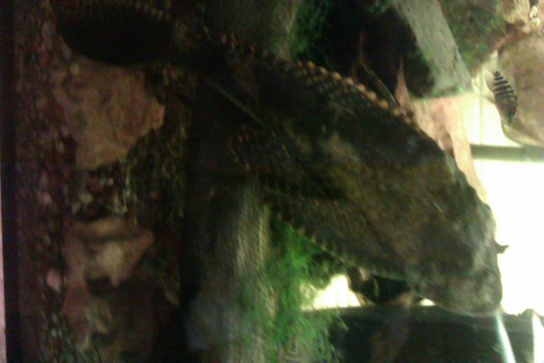 pleco.JPG