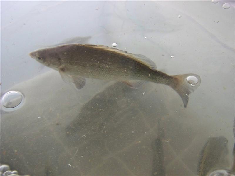 100_6613 (Custom).JPG