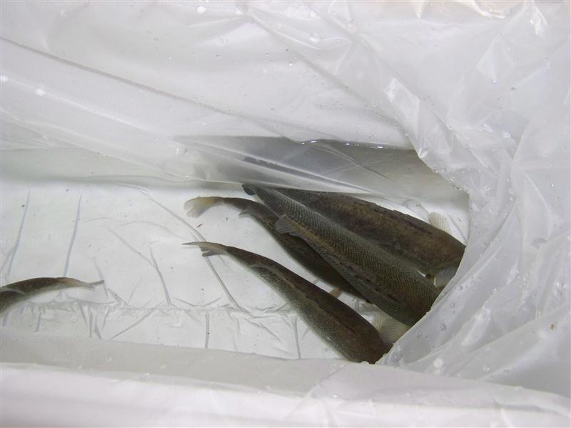 100_6616 (Custom).JPG