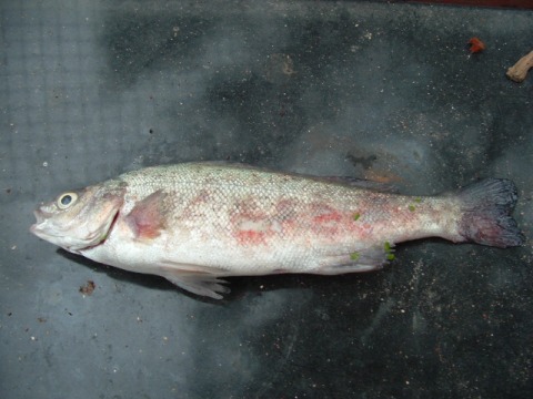 shez year 8 house sports and other stuff 016resized.jpg