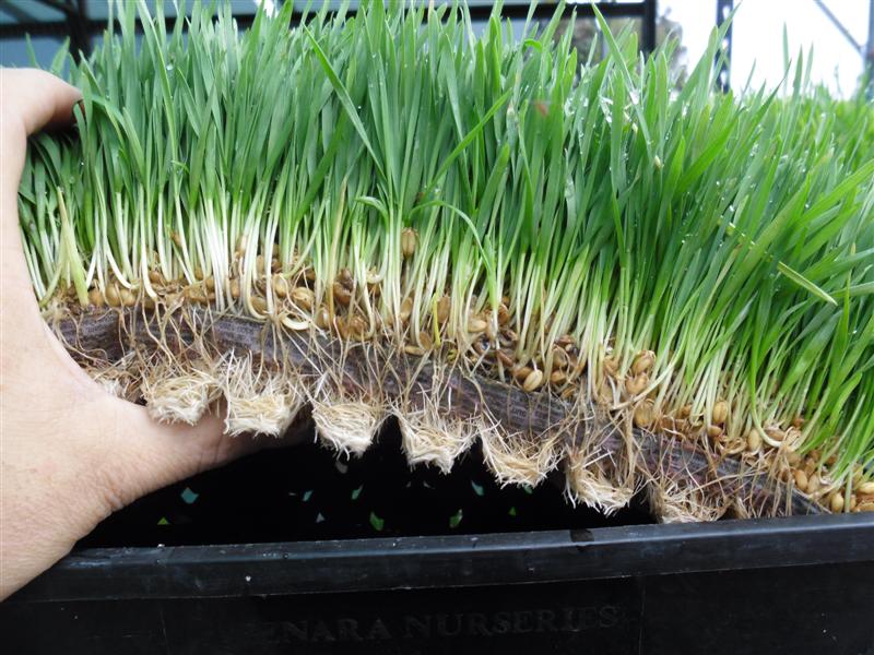 SAM_0918 (Medium).JPG