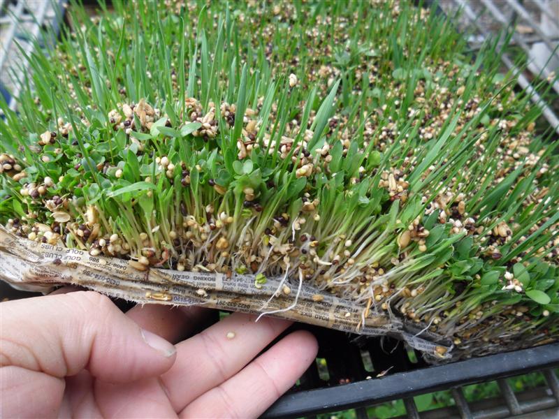 SAM_0922 (Medium).JPG