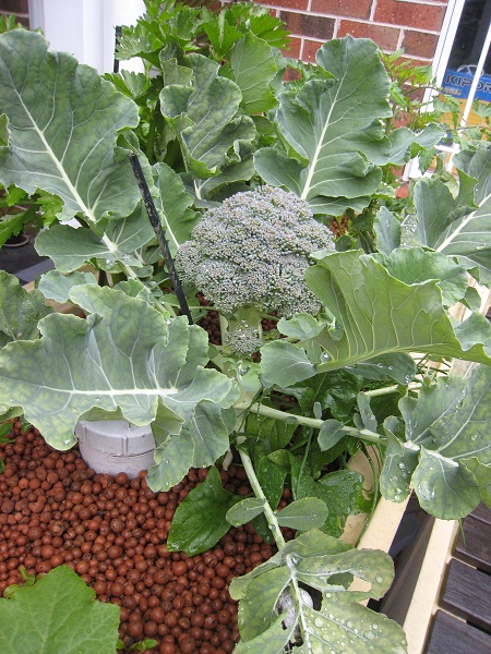 Broccoli ready to harvest 15_10_2011.jpg