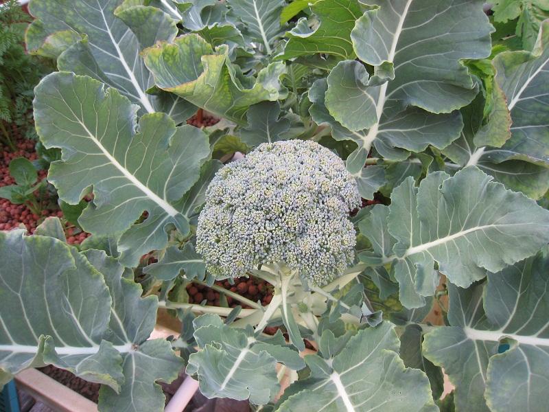 Broccoli in F&D AP System (Siphon).jpg
