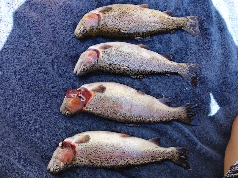 trout harvest 1.jpg