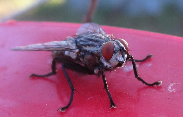 hotel california 001.jpg