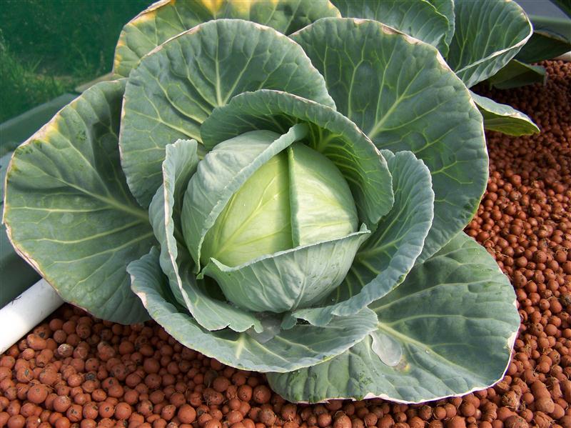 100_6638 (Custom).JPG