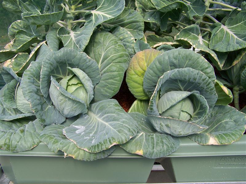 100_6644 (Custom).JPG