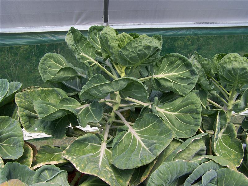 100_6645 (Custom).JPG