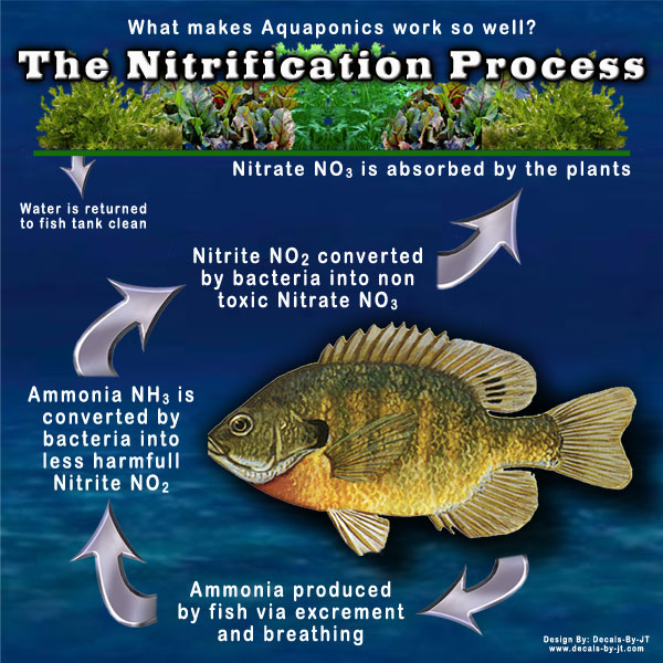 nitrification-process---pro.jpg