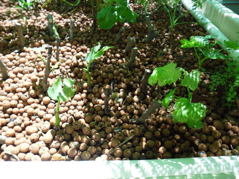 SAM_0704 (Medium).JPG