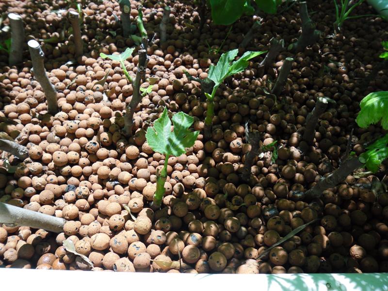 SAM_0705 (Medium).JPG