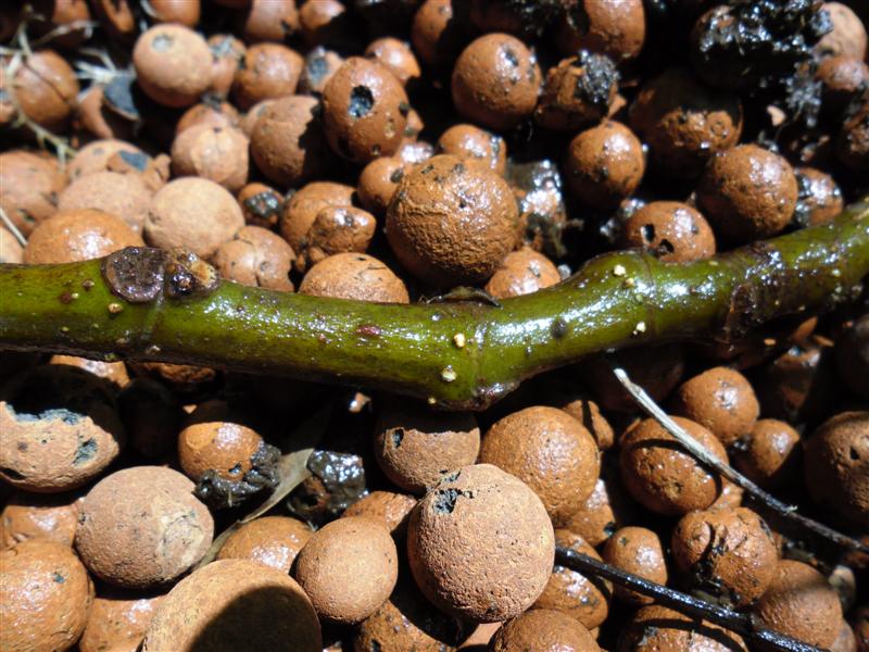 SAM_0707 (Medium).JPG