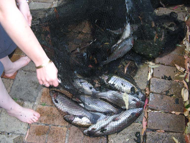 net full of trout.jpg