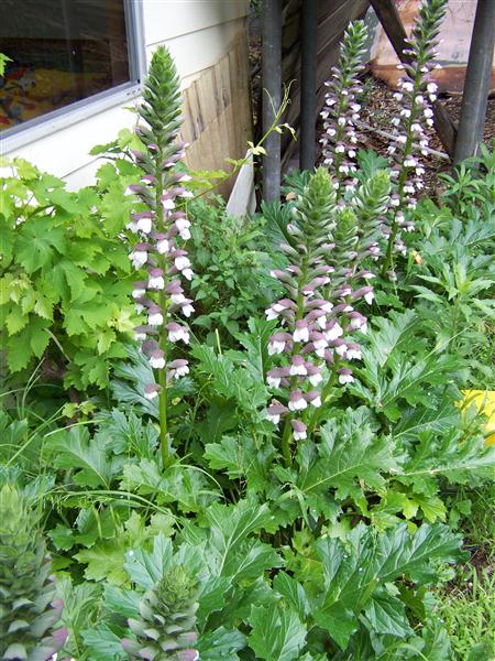 100_6632 (Custom).JPG